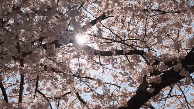 햇살이 비치는 벚꽃