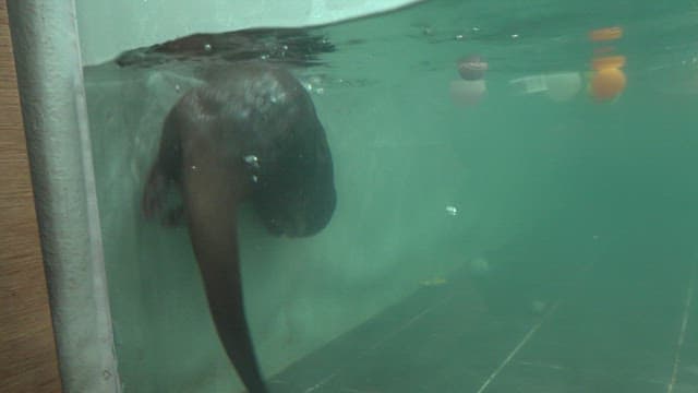 실내 수영장에서 미꾸라지를 잡는 수달들