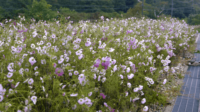 Field of purple cosmos flowers in full bloom