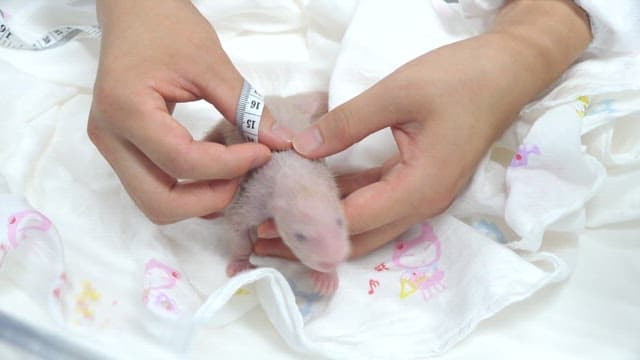 Veterinarian cares for a newborn panda cub