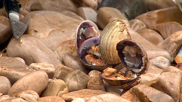 손질된 조개 속 작은 게