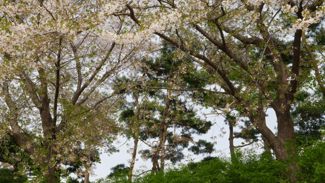 만개한 벚꽃 나무