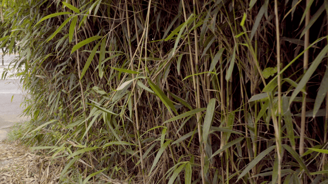 울창하게 자라난 조릿대 숲