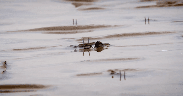 진흙 해안에서 움직이는 게들