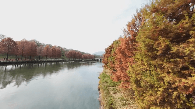 Serene river lined with autumn trees