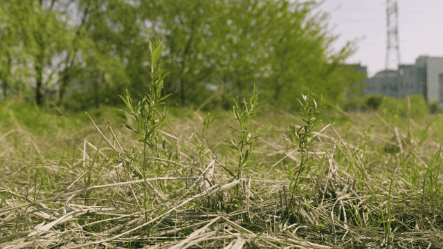 Young plants growing in a grassy field