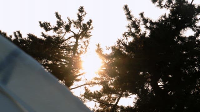 아침 일찍 빽빽한 소나무 가지 사이로 비치는 햇빛