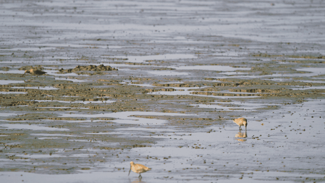 Sandpipers feeding in the muddy tidal wetland