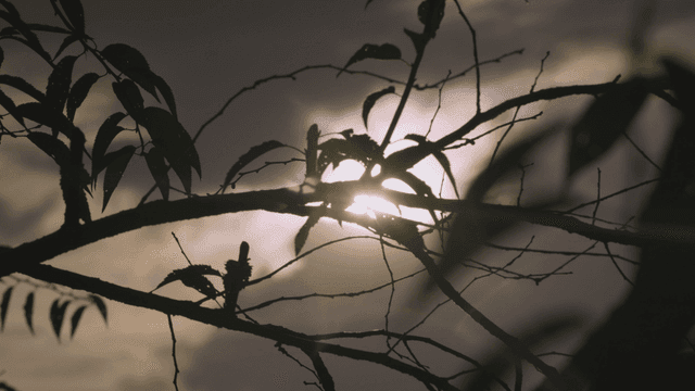 나뭇가지 사이로 비치는 햇빛