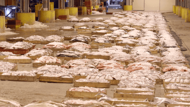 Fish market with various seafood on display