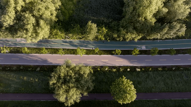 숲을 가로지르는 산책로의 항공 뷰