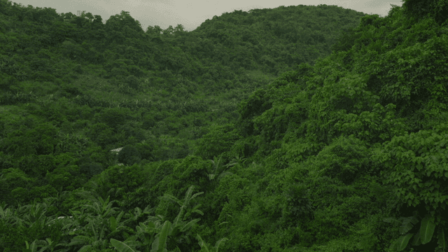 Lush green forest under cloudy sky