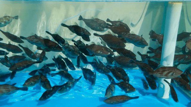 Fish swimming in a clear aquarium