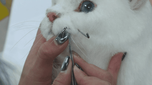 Hands making realistic cat models