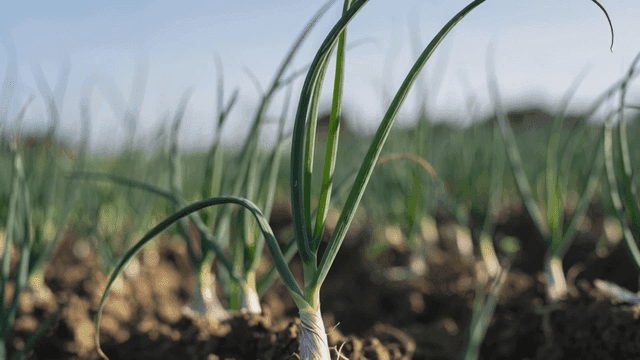 Green onions growing in a field