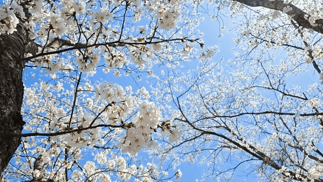 맑은 하늘 아래 피어난 벚꽃