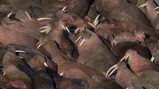 Gathering of Walruses on a Beach