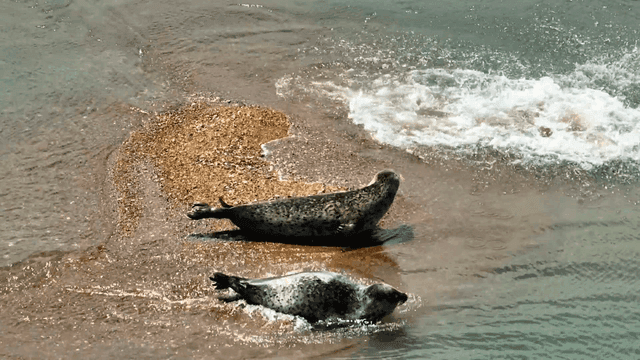 Seals resting on sandy beach and entering water