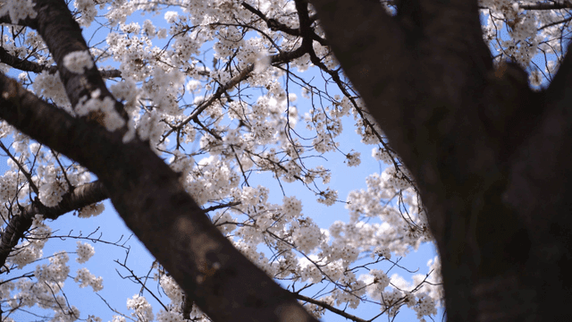 Cherry blossoms blooming on tree branches
