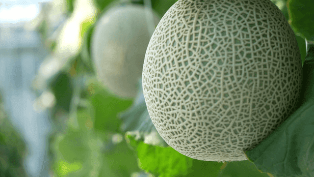 Melons grown in greenhouse