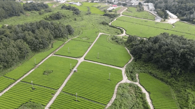 Expansive green tea fields with trees