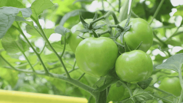 덩굴에서 자라는 녹색 토마토