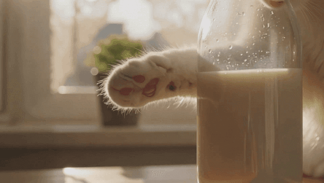 창가에서 우유병을 만지는 고양이 발