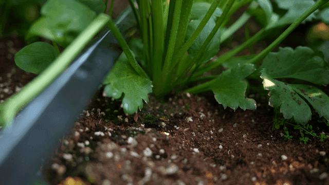 Green plants growing in soil