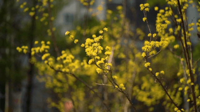 봄에 피어나는 노란 꽃들