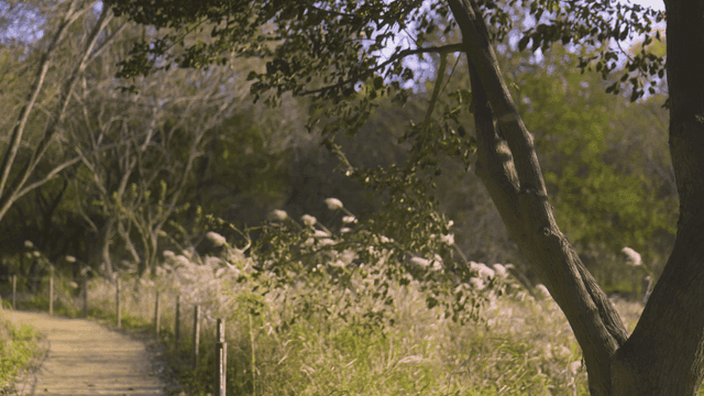 Reed fields and trees blowing in strong winds