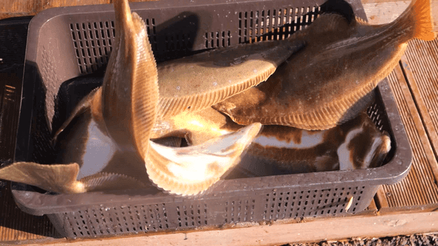 바구니에 담긴 갓 잡은 광어들