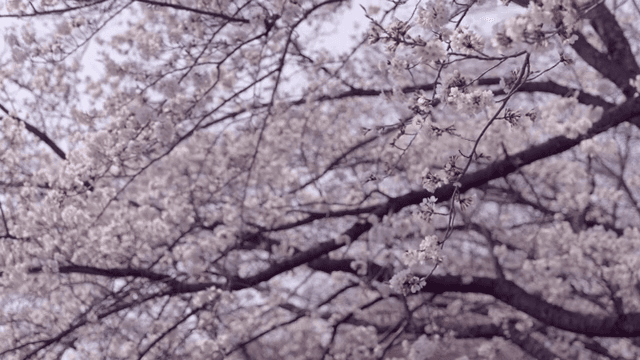 Cherry blossoms in full bloom on branches