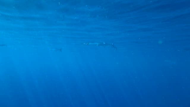 바닷속을 헤엄치는 은빛 물고기