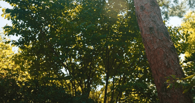 숲 속 나무 사이로 비치는 햇빛