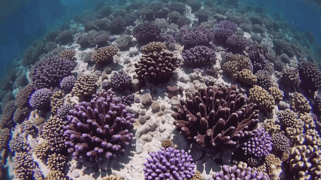 Coral reefs in clear seawater