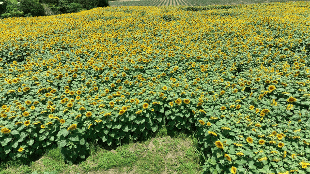 Field of sunflowers spread out under clear sky