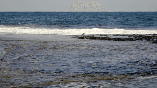 바위 해안에 서 있는 갈매기