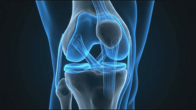Detailed view of human knee joint