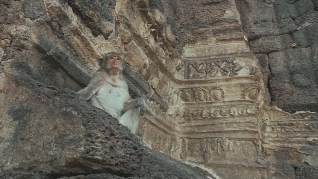 Monkey perched on ancient ruins