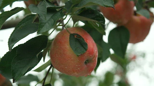 Farmer removing leaves from fresh apples hanging on a tree