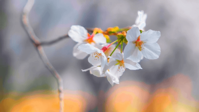 가지에 만개한 벚꽃