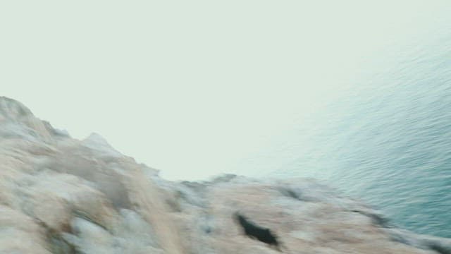 염소들이 숲 속 바위 절벽을 오르고 있는 모습