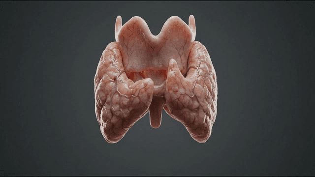 Detailed view of a human thyroid gland