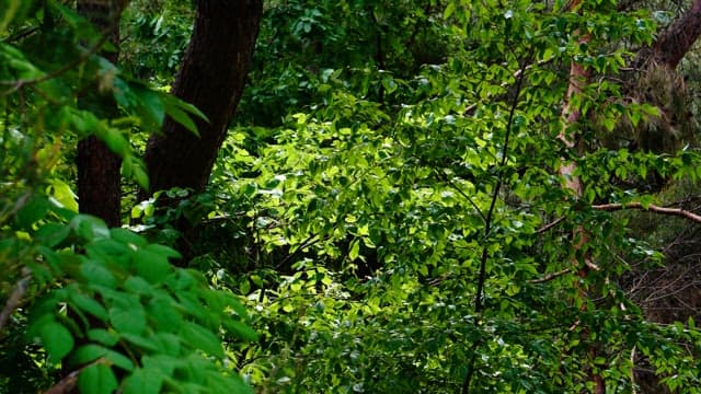 Forest with dense green foliage on a sunny day