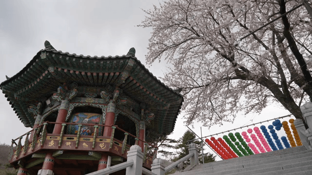Traditional Korean pavilion with cherry blossoms