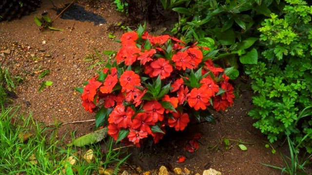 Red flowers with raindrops in a garden