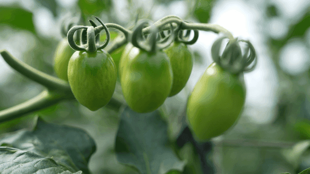 Green cherry tomatoes growing on vines