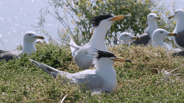 Seabirds resting on a grassy nest