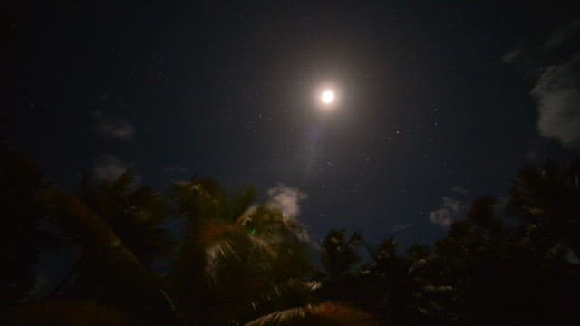 Moonlit Tropical Night with Palm Trees