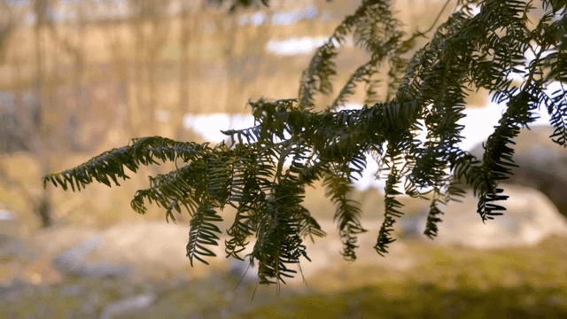 나뭇가지에 매달린 푸른 잎